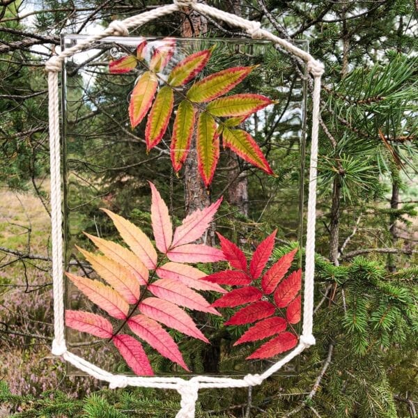 Pressed flower picture with autumnal leaves